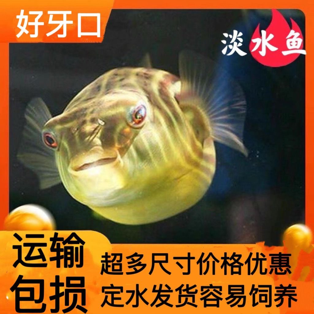 黄肚斑马狗头金娃娃活体包邮图片