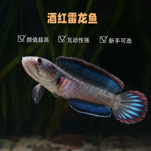 酒红雷龙鱼雷龙苗黄金眼镜蛇血斑一型巴卡雷龙鬼王雷龙火背奶茶