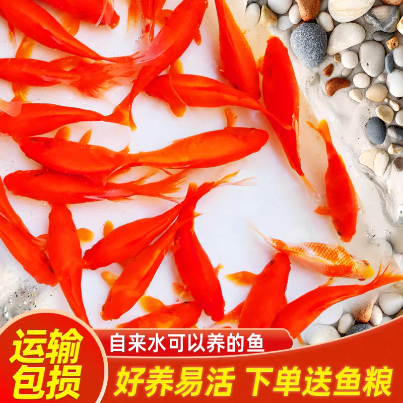 金鱼鱼金鱼观赏鱼观赏鱼闯缸鱼