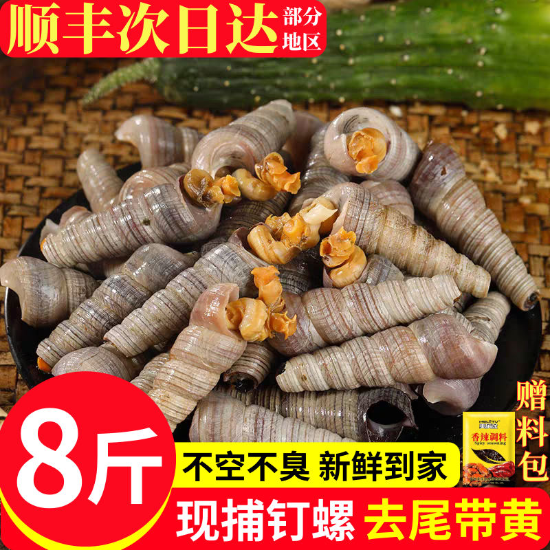 钉螺鲜活新鲜去尾大号海螺锥螺8斤捞汁小海鲜麻辣钉螺商用饭店批