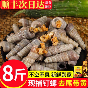 钉螺鲜活新鲜去尾大号海螺锥螺8斤捞汁小海鲜麻辣钉螺商用饭店批