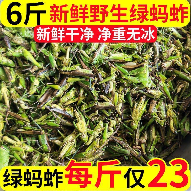 蚂蚱新鲜活速冻蝗虫活体公母蚂蚱昆虫美食东亚飞蝗油炸烧烤顺丰