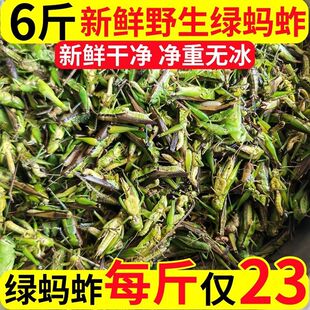 蚂蚱新鲜活速冻蝗虫活体公母蚂蚱昆虫美食东亚飞蝗油炸烧烤顺丰