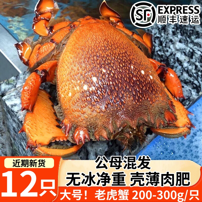老虎蟹鲜活冷冻冰鲜虎头蟹贵妃蟹海捕大老虎蟹商用批发顺丰包邮