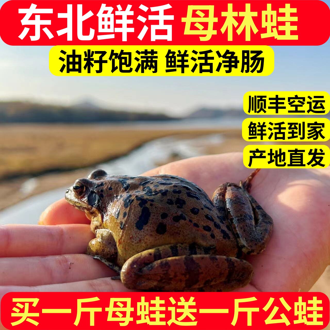 东北林蛙鲜活母蛤蟆母豹子满籽满油活体雪蛤东北深山活蛤蟆一整箱