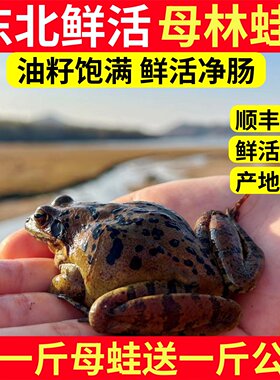 东北林蛙鲜活母蛤蟆母豹子满籽满油活体雪蛤东北深山活蛤蟆一整箱