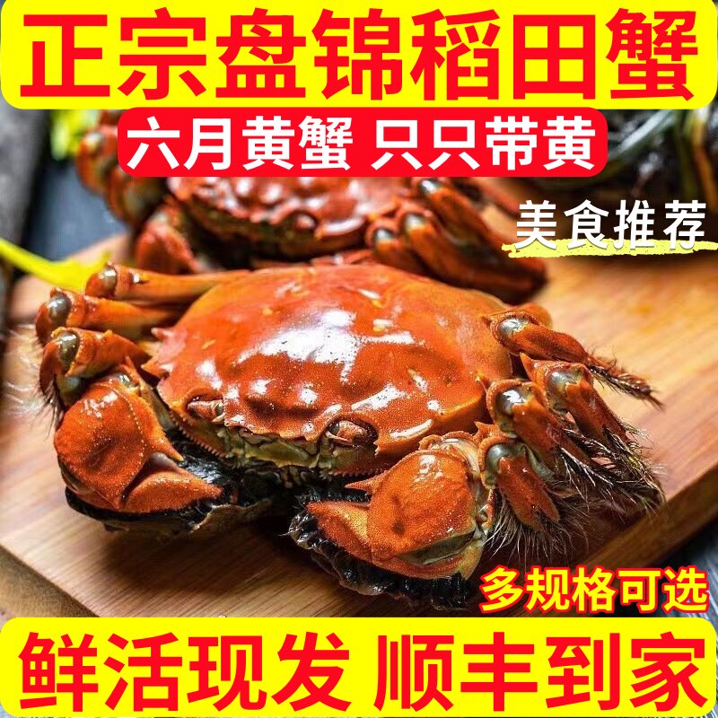 盘锦鲜活六月黄特大公河蟹礼盒