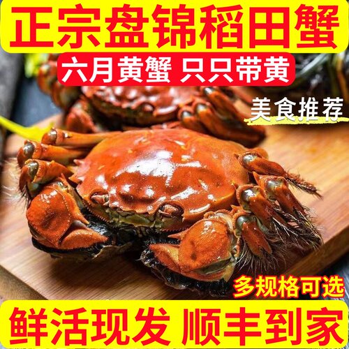 盘锦鲜活特大母河蟹礼盒