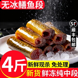冷冻黄鳝段去内脏去肠鳝鱼片