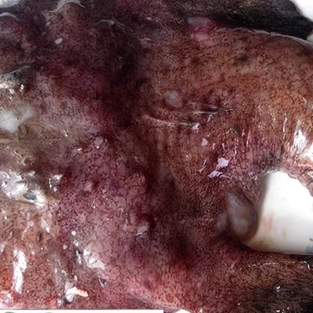 连云港特产海鲜水产新鲜安康鱼蛤蟆鱼老头鱼结巴鱼海鬼鱼15元1斤