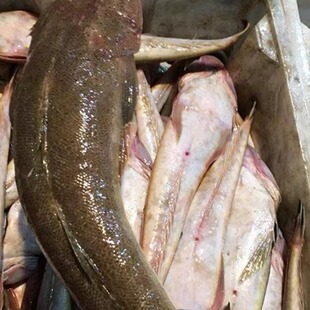 连云港特产海捕新鲜狗腿鱼 辫子鱼 鲬鱼 牛尾鱼 尖头鱼36元/500克