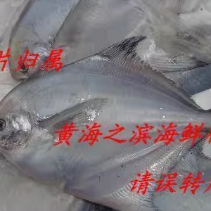 连云港特产 新鲜海鲜 海鱼 鲳鱼 银鲳鱼特惠价36元一斤（5-6条）