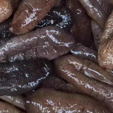 连云港特产优质水发水水发海参