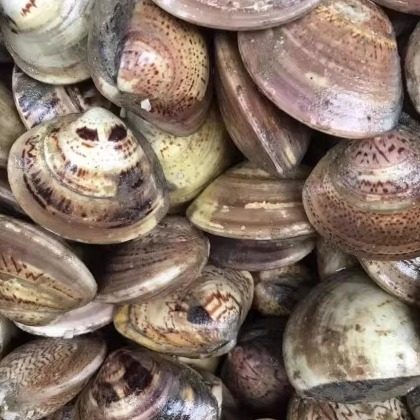 连云港特产 新鲜海鲜野生文蛤  蛤蜊 文蛤蒸蛋优惠价500克20元