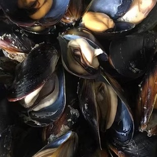 连云港特产新鲜海鲜 鲜活贝类黄海产海红 贻贝淡菜青口贝新鲜上市