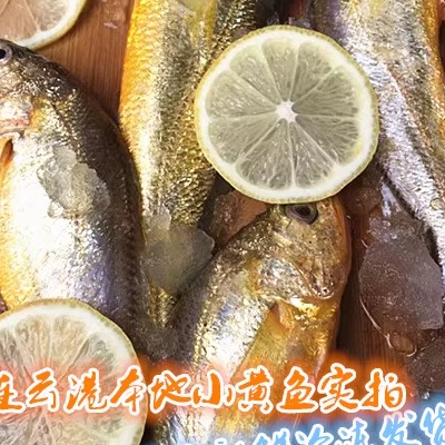 连云港特产海鲜 新鲜海鲜新鲜野生小黄鱼 黄花鱼特惠价49.9/斤