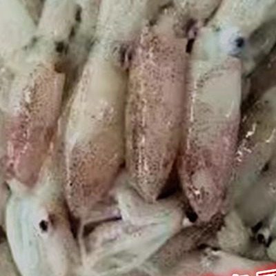 连云港时令海鲜 鲜小墨鱼 鲜鱿鱼仔新鲜笔管 鲜海兔子55元/1斤