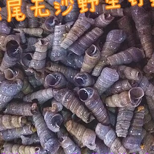 新鲜钉螺/野生尖螺剪尾壳无沙吸螺鲜活海鲜水产10斤江浙沪包邮