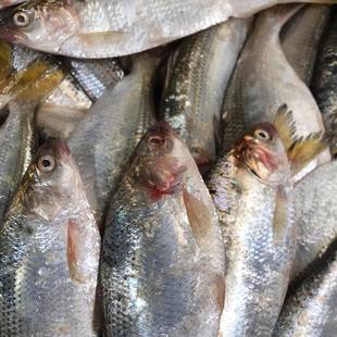本地小船货当天上岸新鲜斑鰶海鲥鱼海鲫鱼15.9元一斤