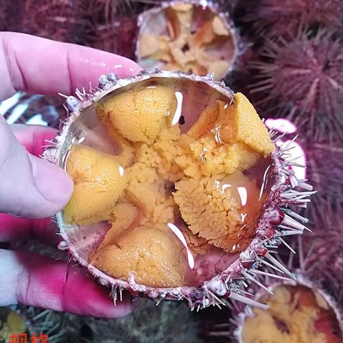 大连海鲜当天现捕现发黄金胆