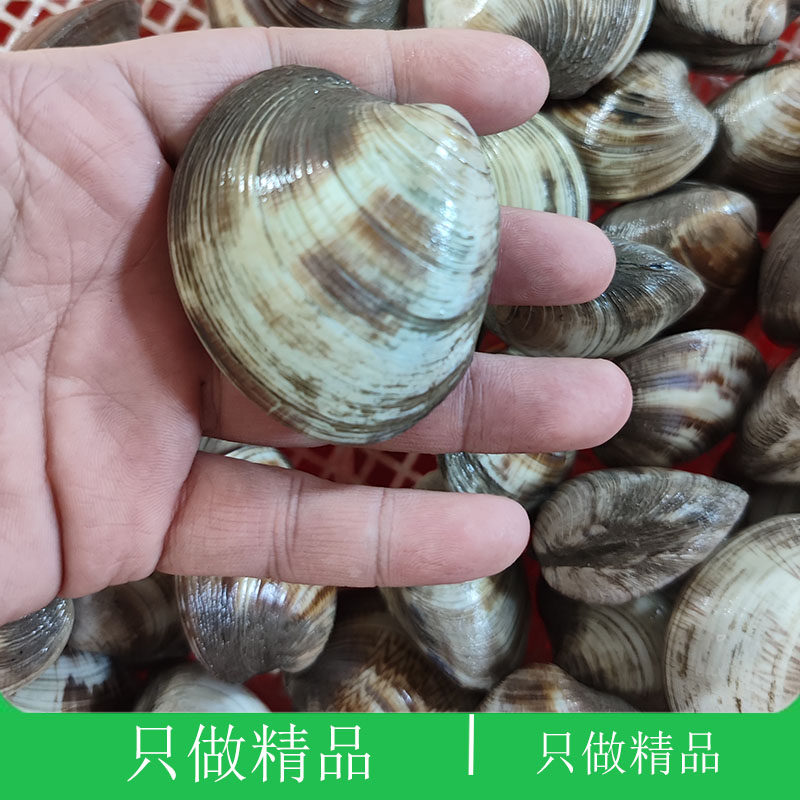 大连海鲜蛤蜊新鲜大花蛤黄蚬子烧烤锡纸煲汤无沙贝类鲜活文哈美贝