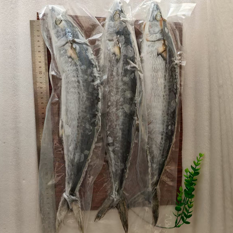 大连海鲜特产新鲜冷冻马鲛马交送礼深海蓝点整条海捕渤海燕尾鲅鱼