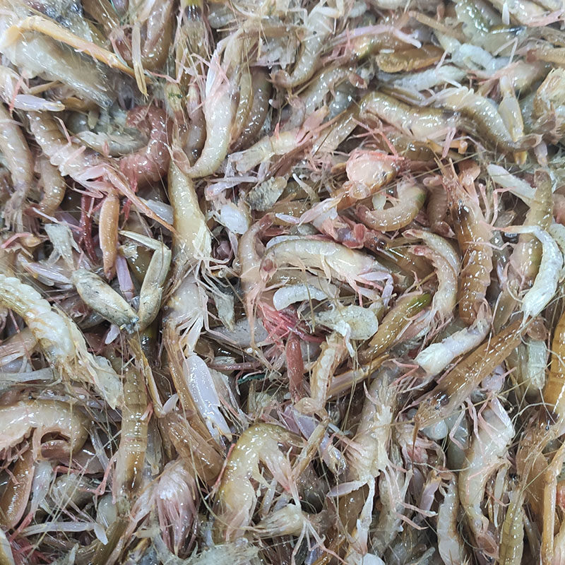 大连海鲜夹板虾鲜活枪虾狗虾嘎嘣虾怪炝拌花腰虾大鼓虾生呛嘎巴虾