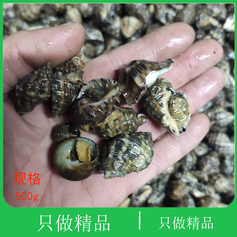 大连海鲜辣螺顺丰时效