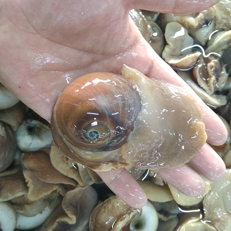 大连海鲜肚脐螺猫眼螺