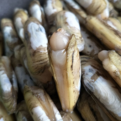 大连特产双头小人无沙海蚬贝类