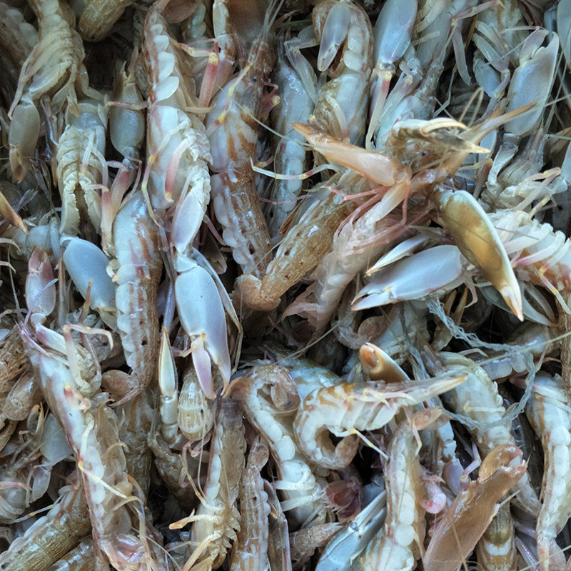 大连海鲜夹板虾鲜活枪虾狗虾嘎嘣虾怪炝拌花腰子大鼓虾生呛嘎巴虾