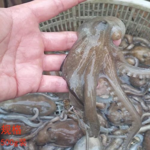 大连海鲜鲜品八爪鱼顺丰时效