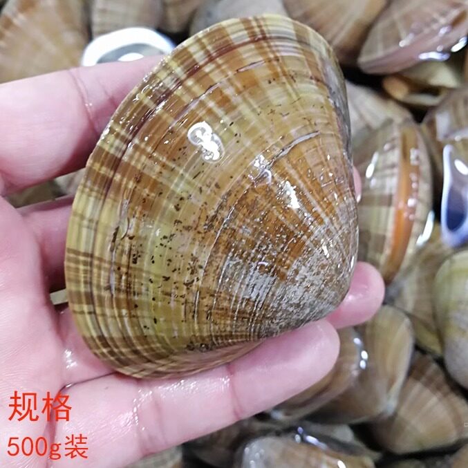 大连海鲜巴非波纹贝无沙黄金贝海贝北极贝蛤蜊超大鲜活黄蚬子文贝