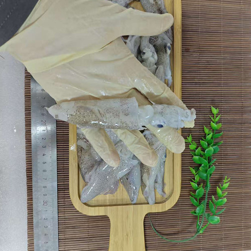 大连海鲜特产大海兔子无沙小鱿鱼墨斗鱼仔乌贼笔管鱼火锅新鲜海兔