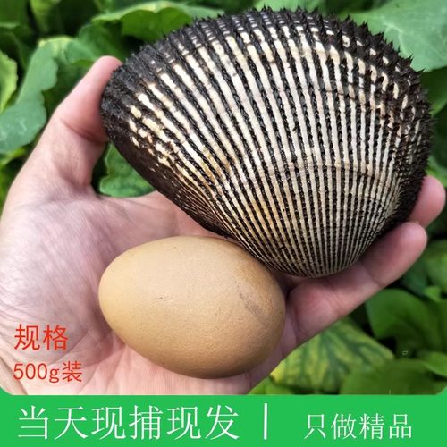 新鲜刺身野生毛蚶大连海鲜
