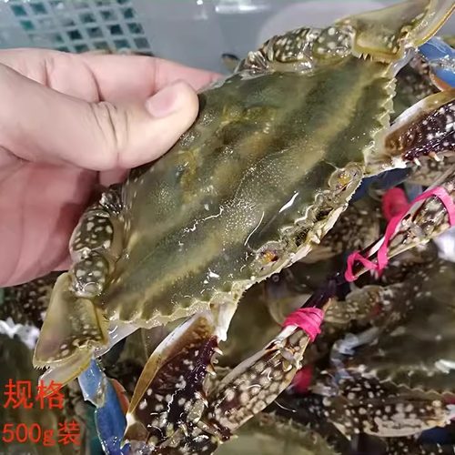 大连海鲜飞蟹梭子蟹当天现捕现发