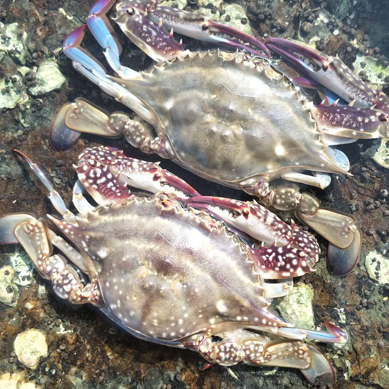 保鲜不保活大连海鲜公飞蟹新鲜东港活发海蟹满膏肉螃蟹冰鲜梭子蟹,水产肉类/新鲜蔬果/熟食,梭子蟹,淘宝优惠券,粉丝福利购,淘宝优惠卷