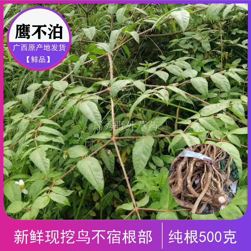现挖鹰不泊根 新鲜鸟不宿纯根葱木根 广西中草药鸟不落纯根包邮
