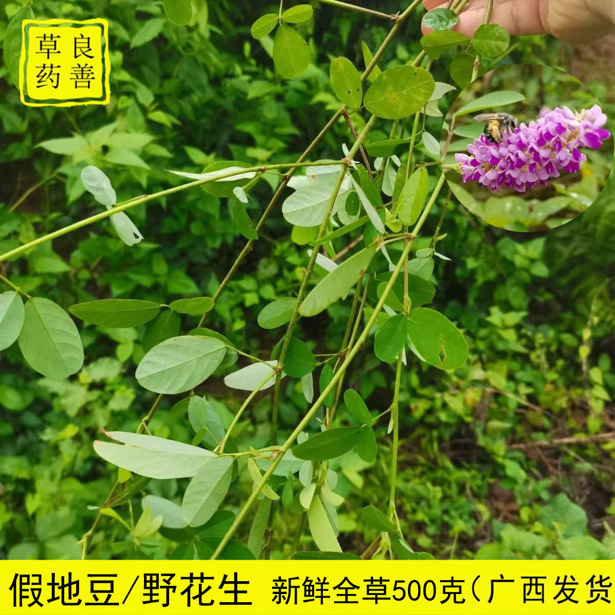假地豆中草药 地豆草 野花生 深山现采带根 广西现采直发