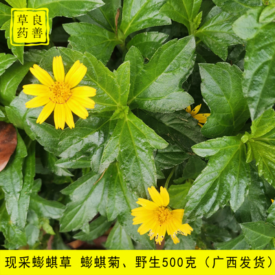 广西蟛蜞草 黄花磨奇草 新鲜黄花蟛蜞草黄花旱磨莲草蟛蜞菊中草药