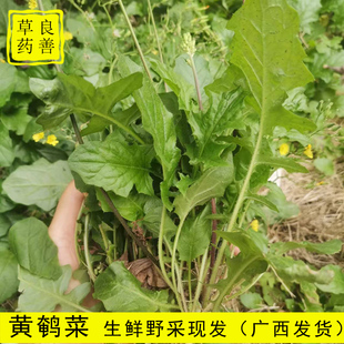 广西深山新鲜黄鹌菜 黄花枝香草 假飞龙山芥菜还阳草中药材野芥菜