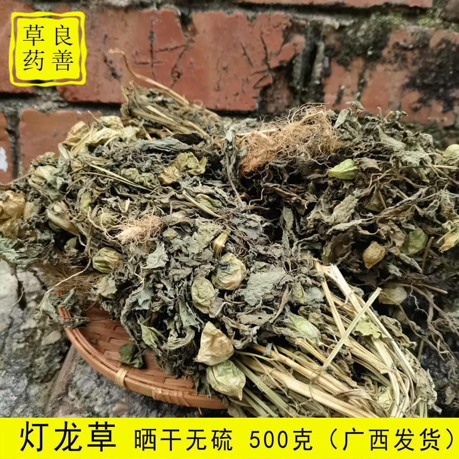 灯笼草 广西灯笼泡咽喉丁笼草新晒干农村人自晒500克农村发货