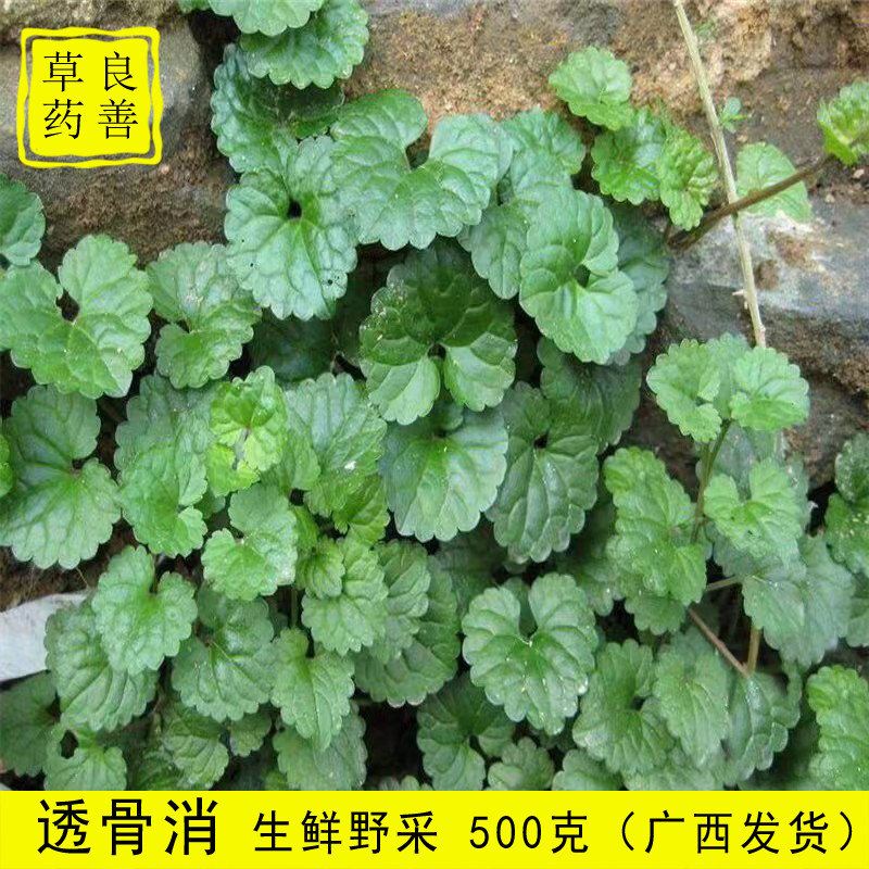 新鲜透骨消接骨消金钱薄荷草