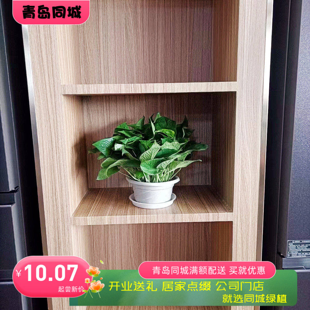 除甲醛净化空气绿萝新房