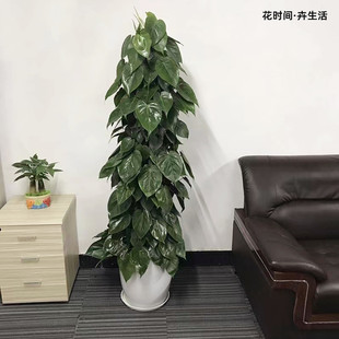 心叶藤大盆栽青岛办公室内新家乔迁耐阴植物心连心大绿植同城送货