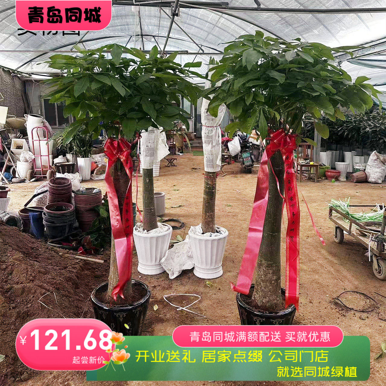 单杆发财树青岛客厅盆栽绿植