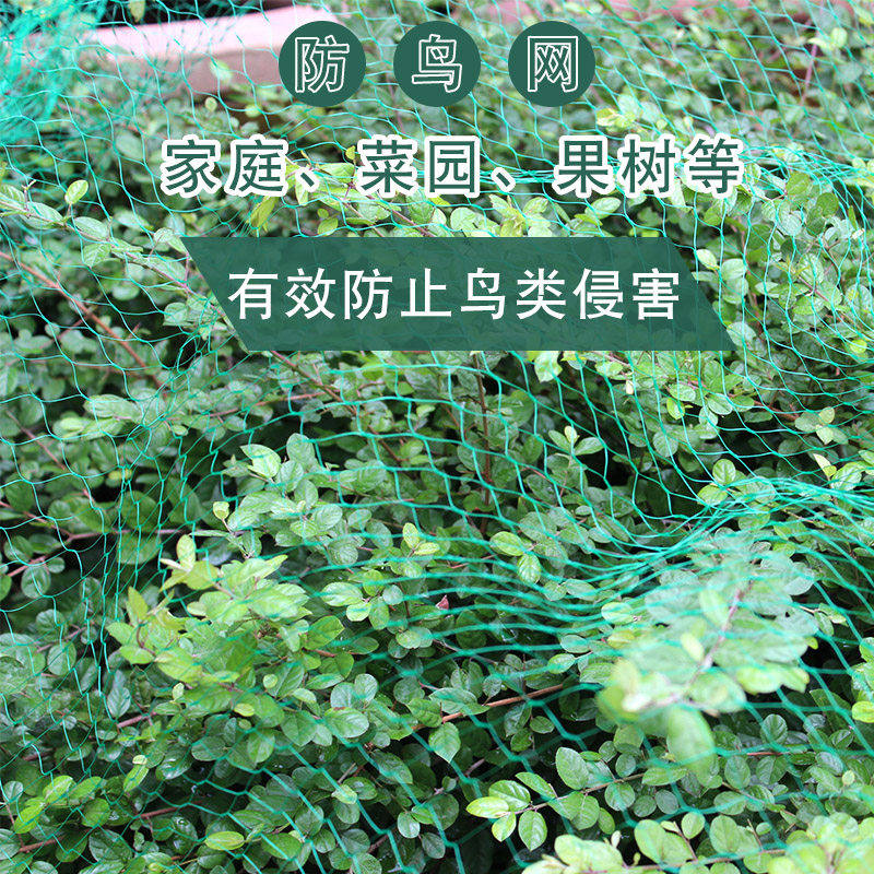 防鸟网多肉防护网动物网尼龙网葡萄樱桃果树保护网养殖网
