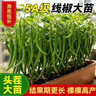 高产线椒苗辣椒苗秧苗四季种植种苗樟树港原种辣椒苗盆栽大全菜苗