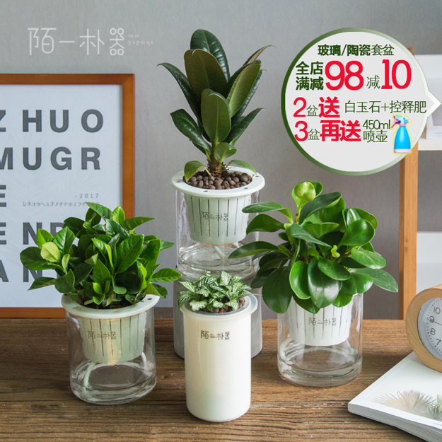 發財樹 多肉 富貴竹 陶瓷花盆水培綠植盆栽花卉辦公室植物