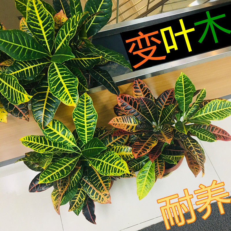 变叶木盆栽室内观叶绿植吸甲醛净化空气办公室客厅盆栽彩叶植物